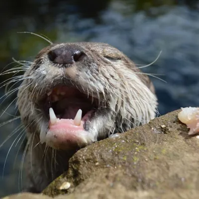 Eric Otter