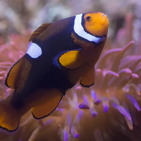 Clownfish (1)