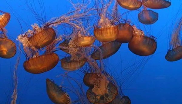 800Px Jellyfish Aqurium
