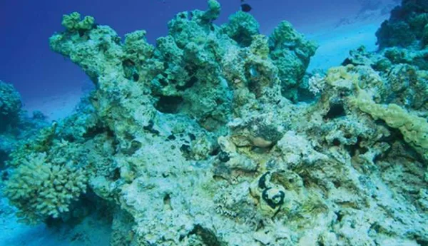 Coral reefs