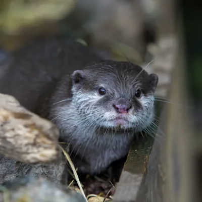 Otter