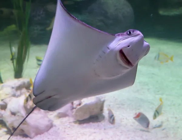 Tropical Stingray