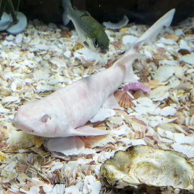 Shark