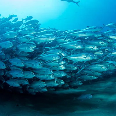 Million Fishes