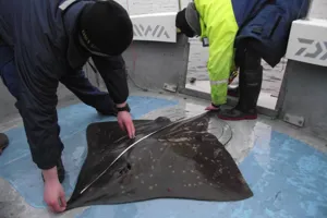 Shark Taggin1