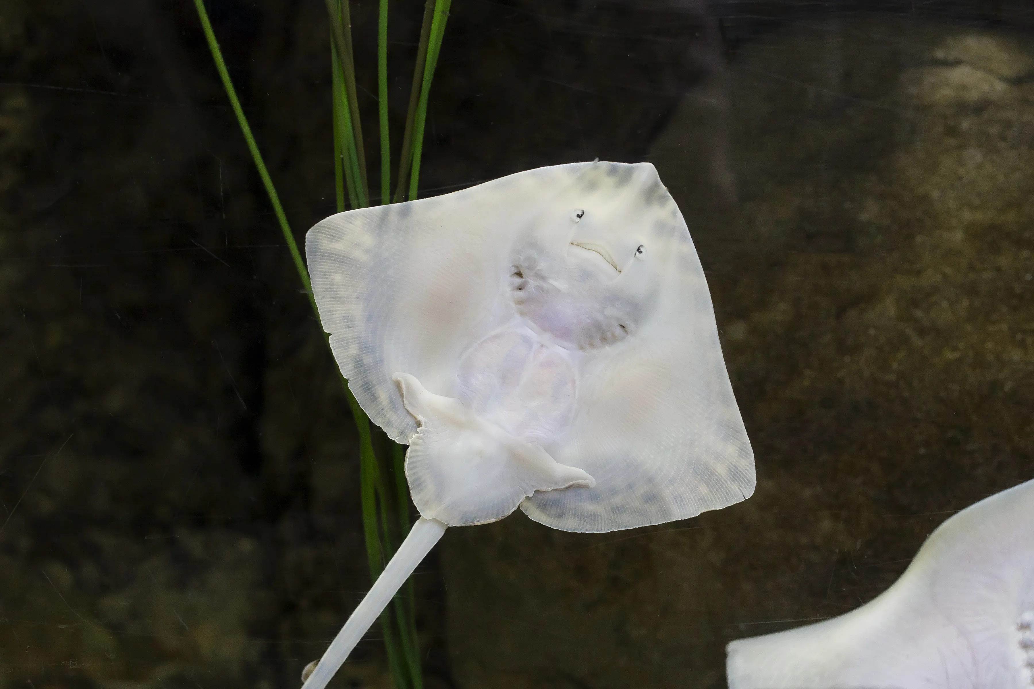 Stingray