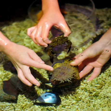 Rockpool (1)