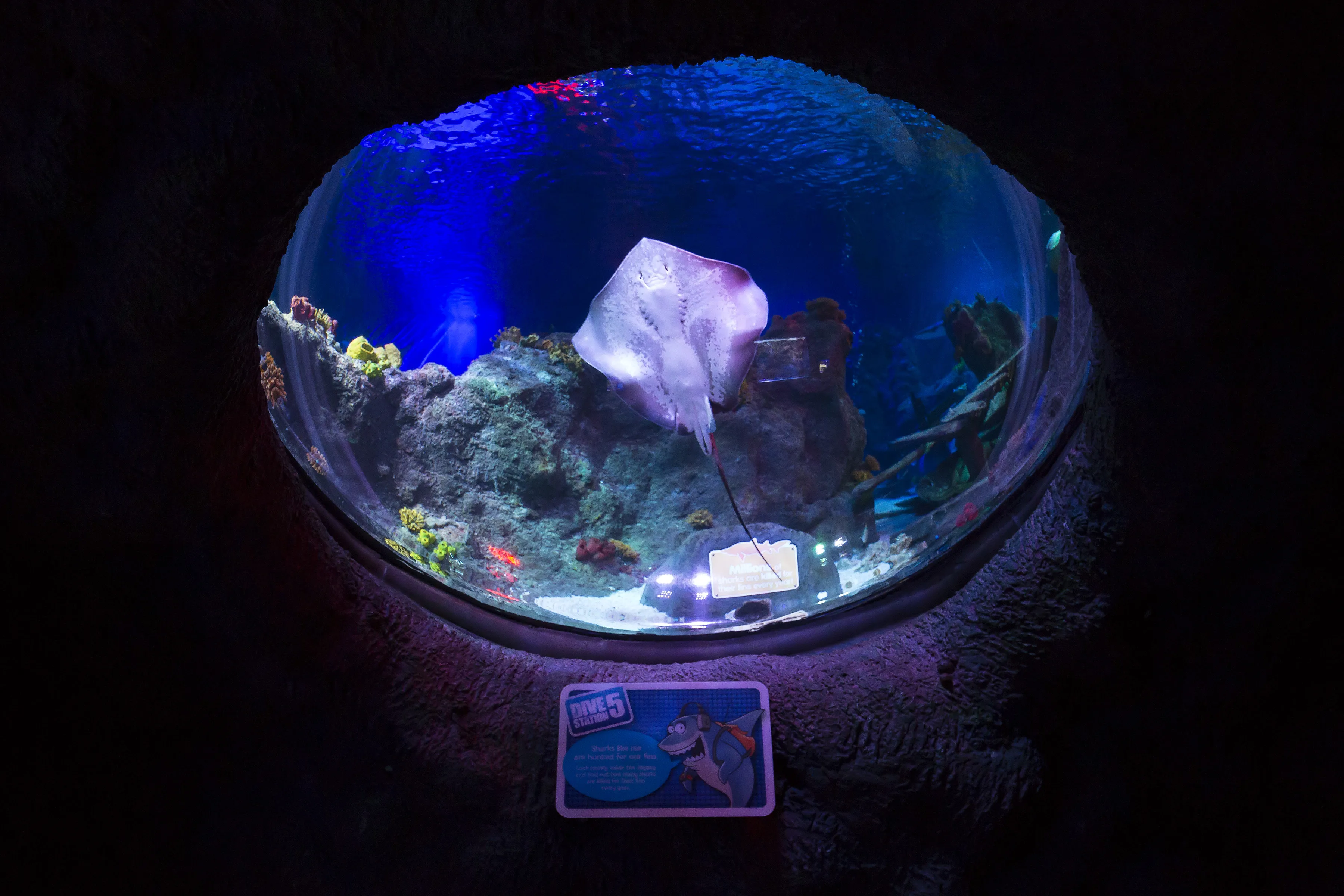 Stingray swimming in SEA LIFE