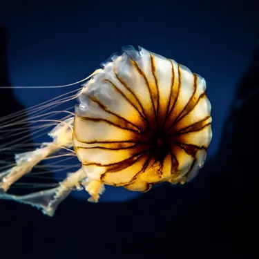 Jellyfish