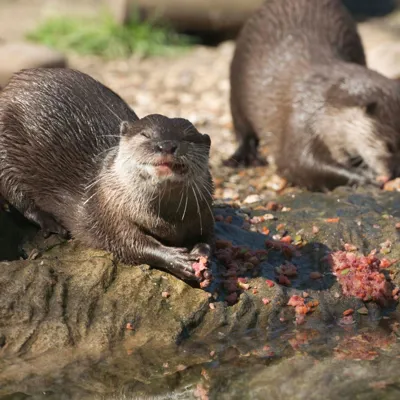 Otter 2