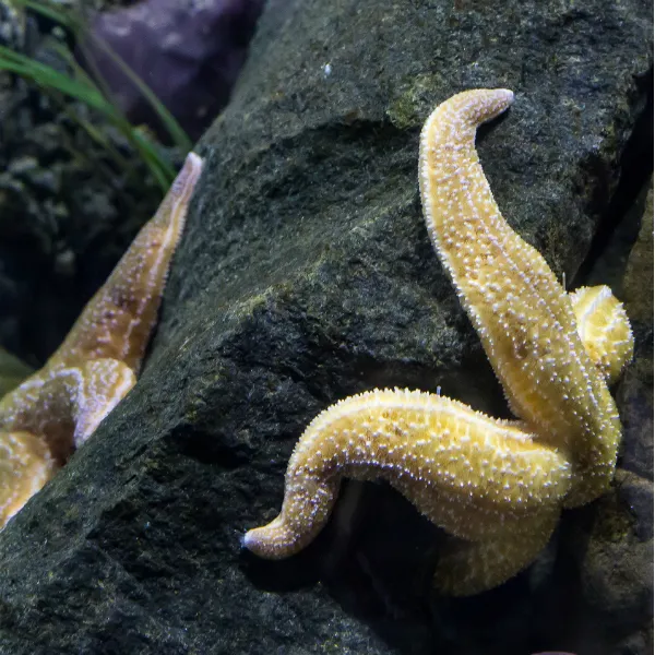 Starfish