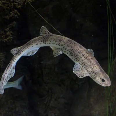 Lesser Spotter Dogfish