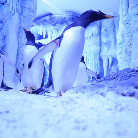 Waddie Gentoo Penguin