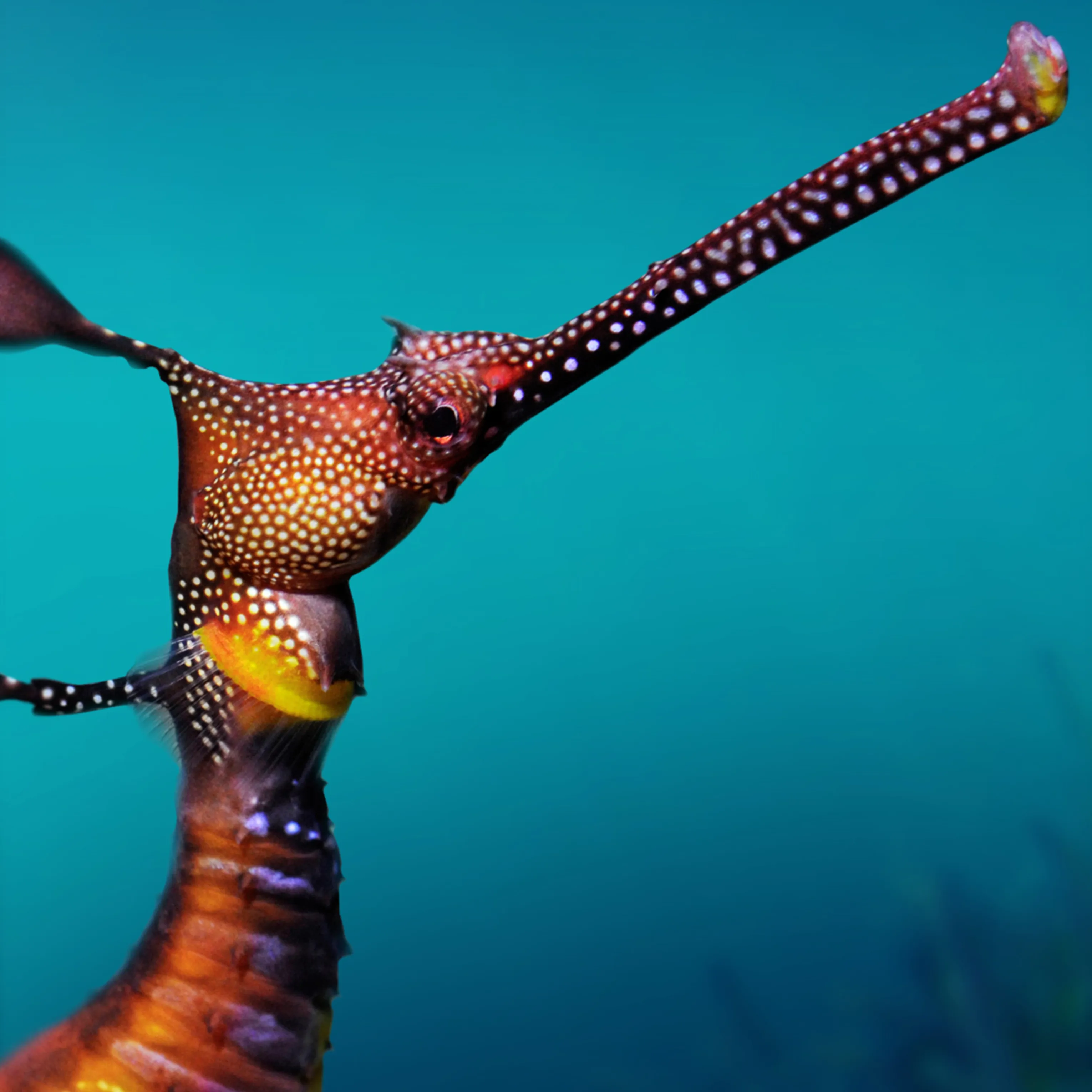 Sea Dragon