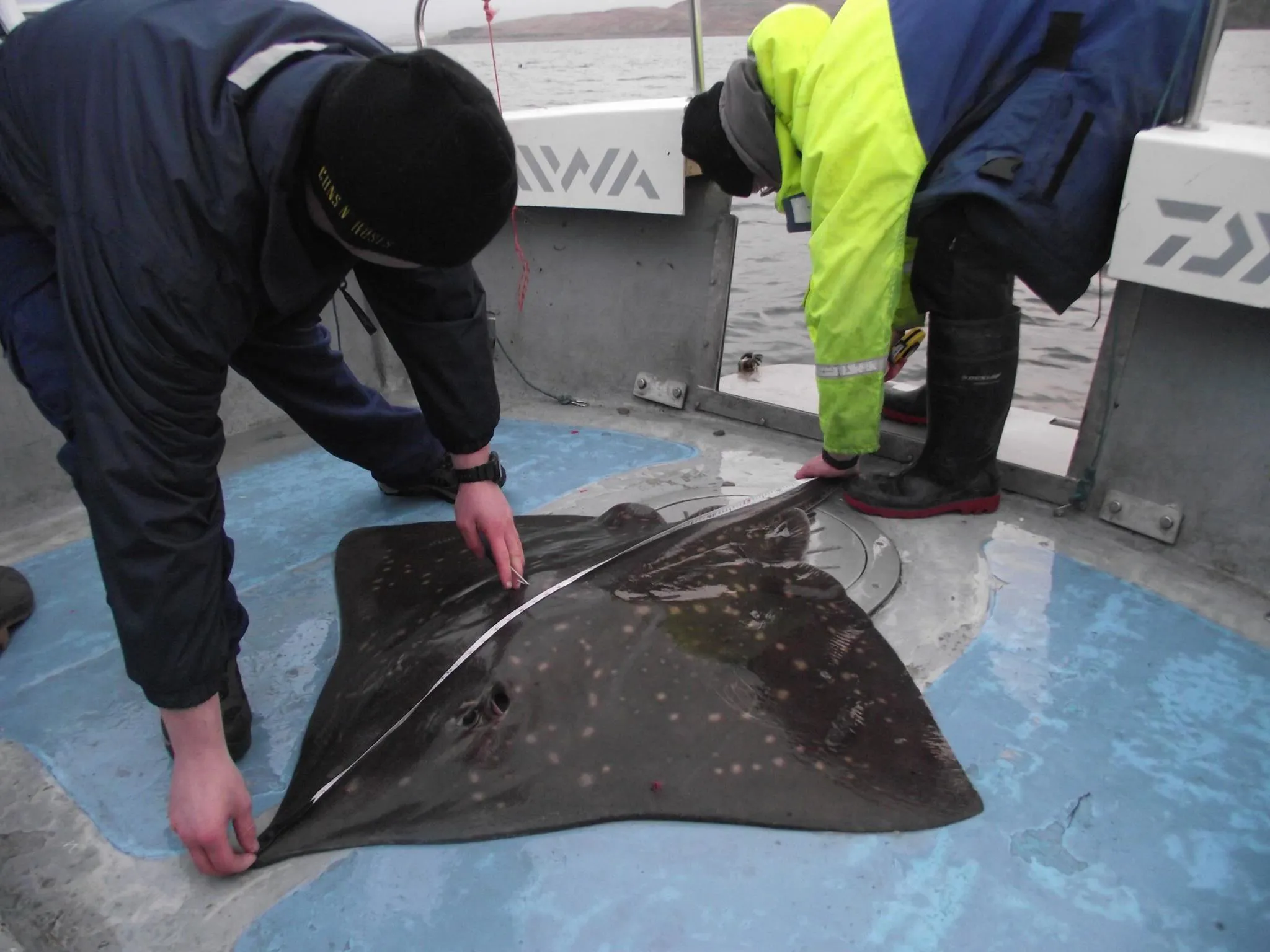 Stingray Tagging Loch Lomond